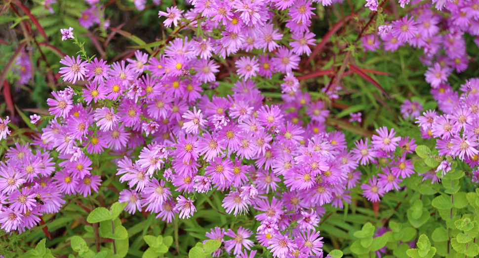 花人ガーデンにも可愛らしい花が咲いています