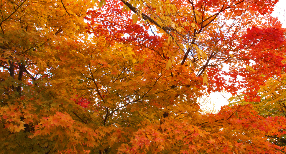 秋の彩りの畑近くでは紅葉のグラデーションが綺麗です