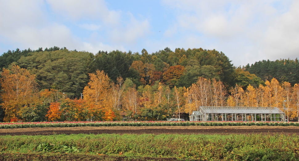 紅葉した木々が園内を彩ります