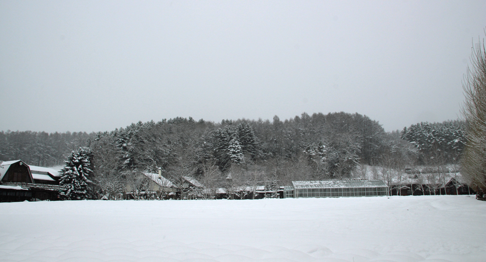 すっかり根雪になりました