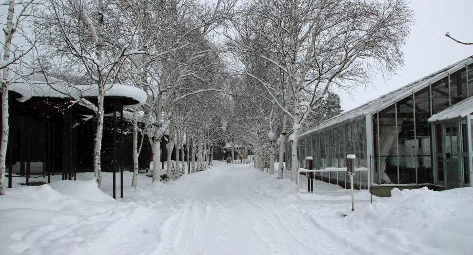 雪化粧をした白樺並木