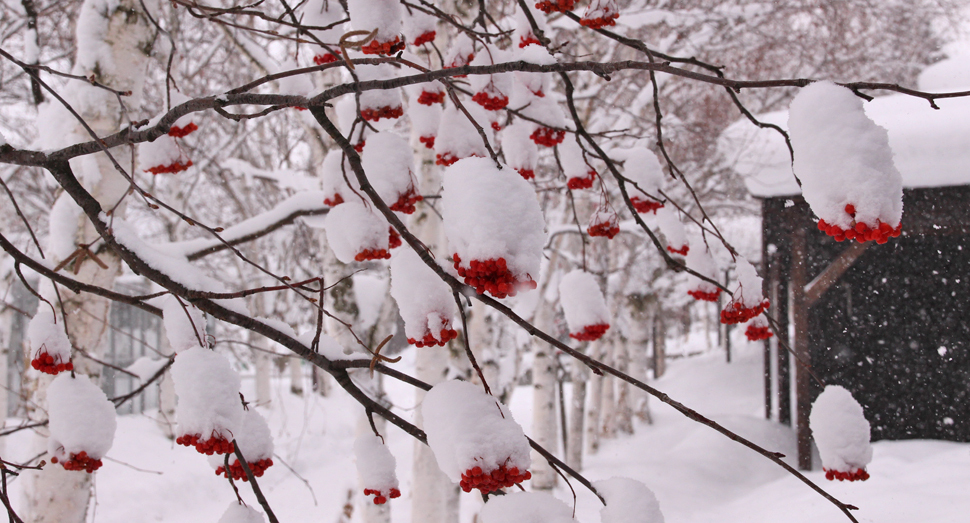 ナナカマドにもこんもり雪が積もっています