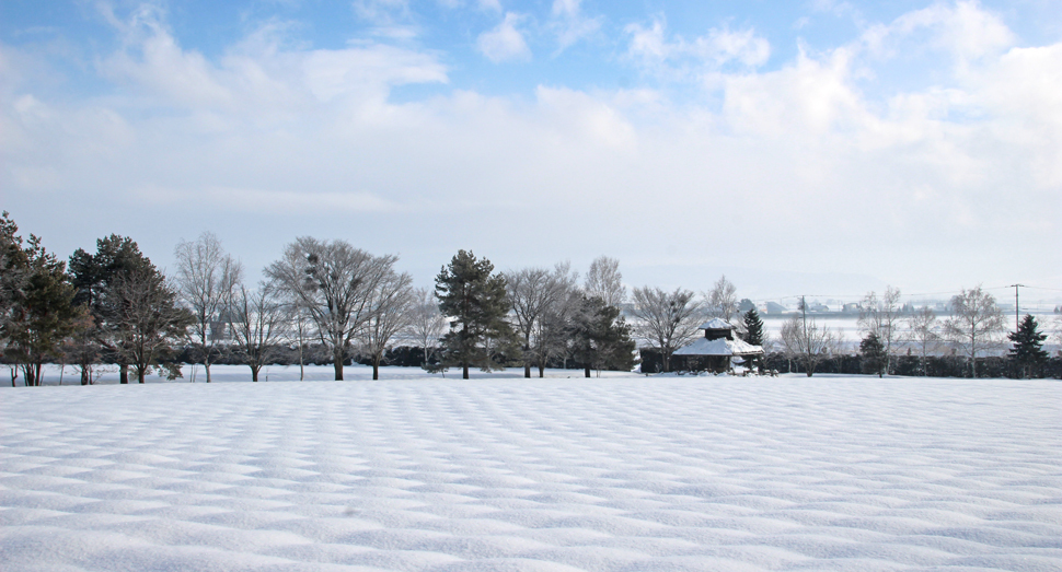 ラベンダーが雪に包まれて、うっすらとモコモコしています