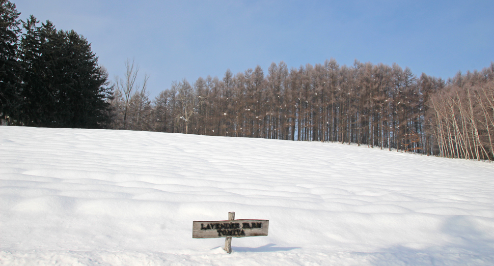 ラベンダー達は雪のお布団で春までひと眠り