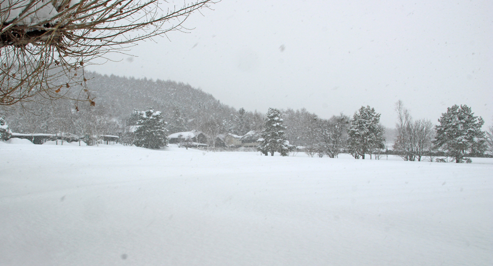 ラベンダーのポコポコがすっかり雪で覆われています