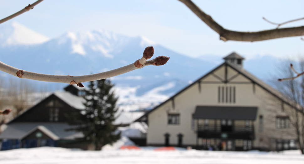 春を待つベニバナトチノキの冬芽