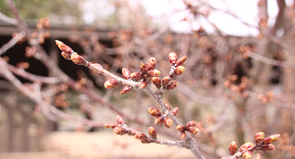 桜の開花にはまだもう少し時間がかかりそうです
