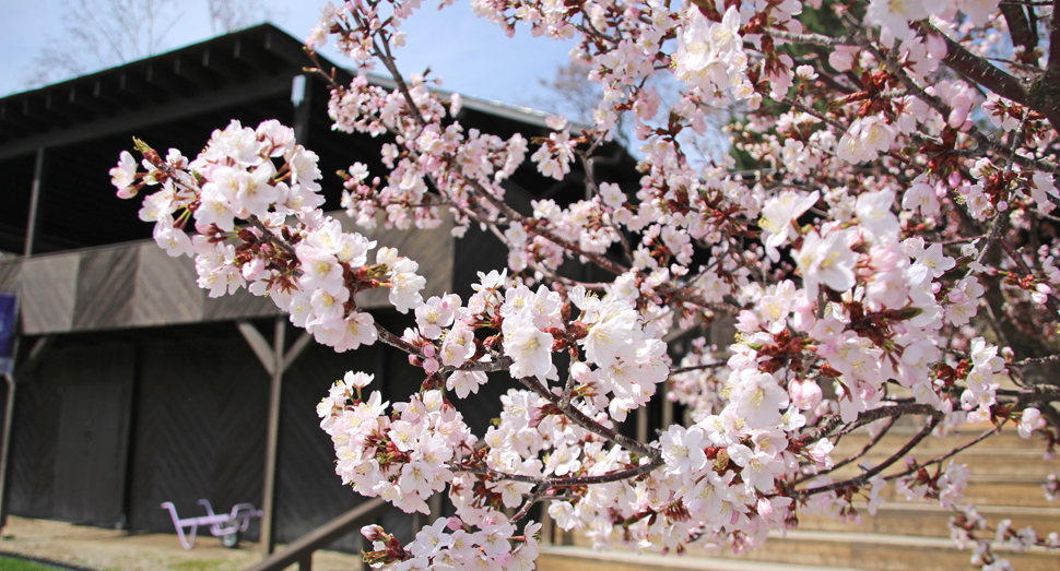 春の陽気に誘われて桜の開花が進みました(ポプリの舎前)