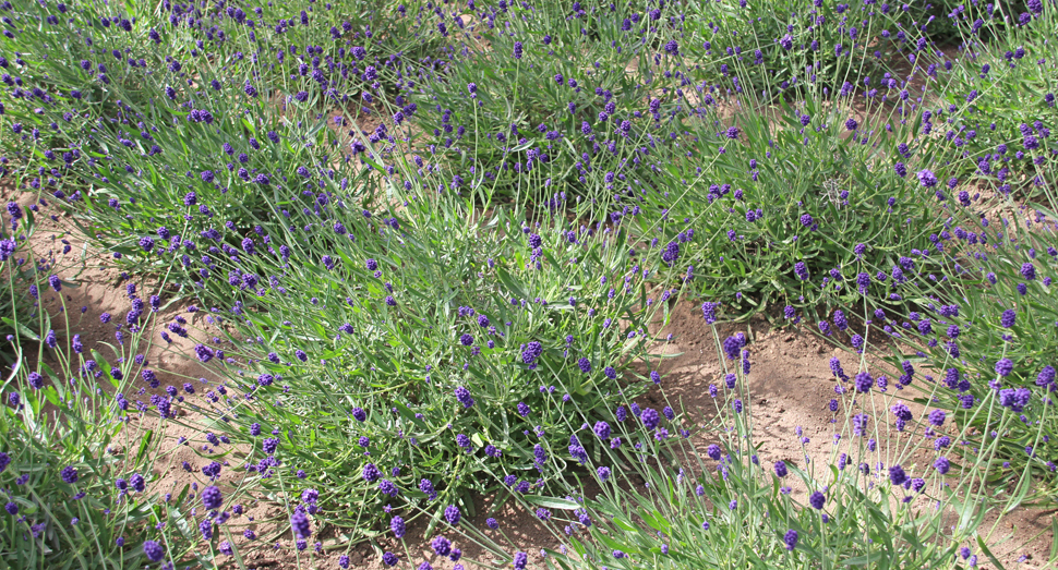 開花が楽しみな濃紫早咲(温室)