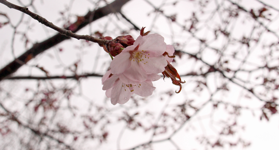 エゾヤマザクラの開花が進んでいます