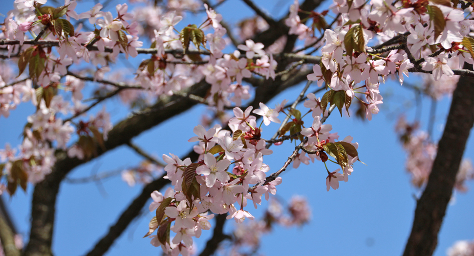 お花見日和です