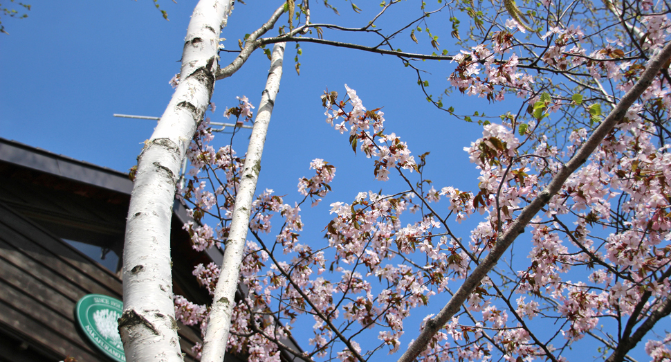青空と桜が綺麗です