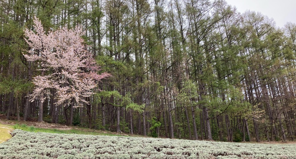 森の彩の畑に桜が咲いています