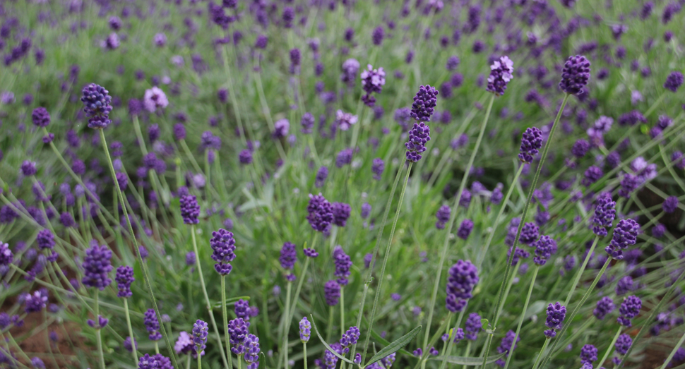蕾のものと開花中のものと両方楽しめます