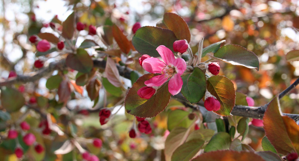 ヒメリンゴの花が咲き始めていました