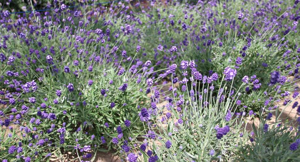 開花したラベンダーの小さな花が可愛らしいです