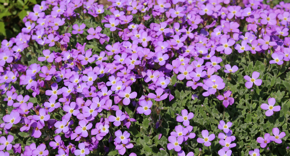 小さな紫色の花が可愛らしいオオブリエチア(花人ガーデン)