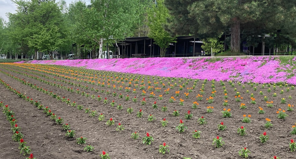 倖の畑の花々