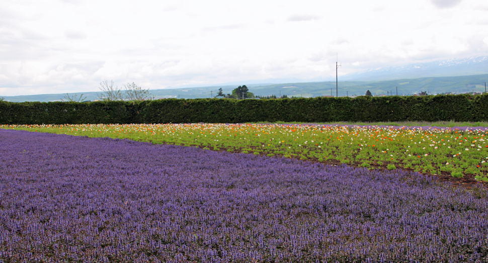 アイスランドポピーの左側に咲く紫色の花はアジュガです