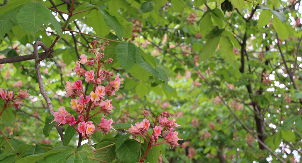 ピンク色の花がかわいらしいベニバナトチノキ