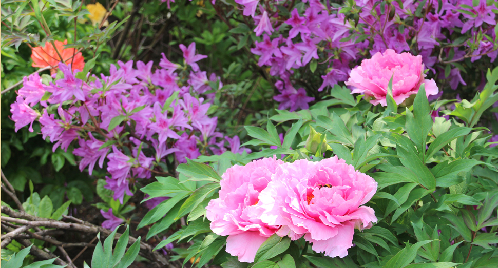 色とりどりの花が目を楽しませてくれます