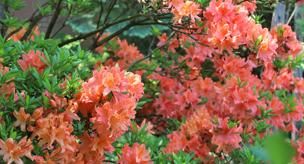 マザーズガーデンのツツジが花盛りです