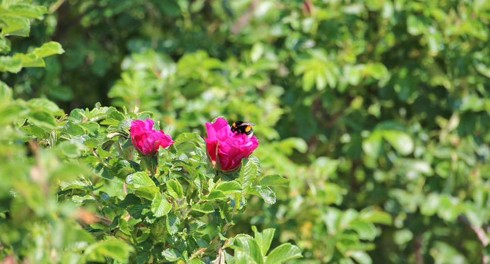 ハマナスの蜜を吸う蜂