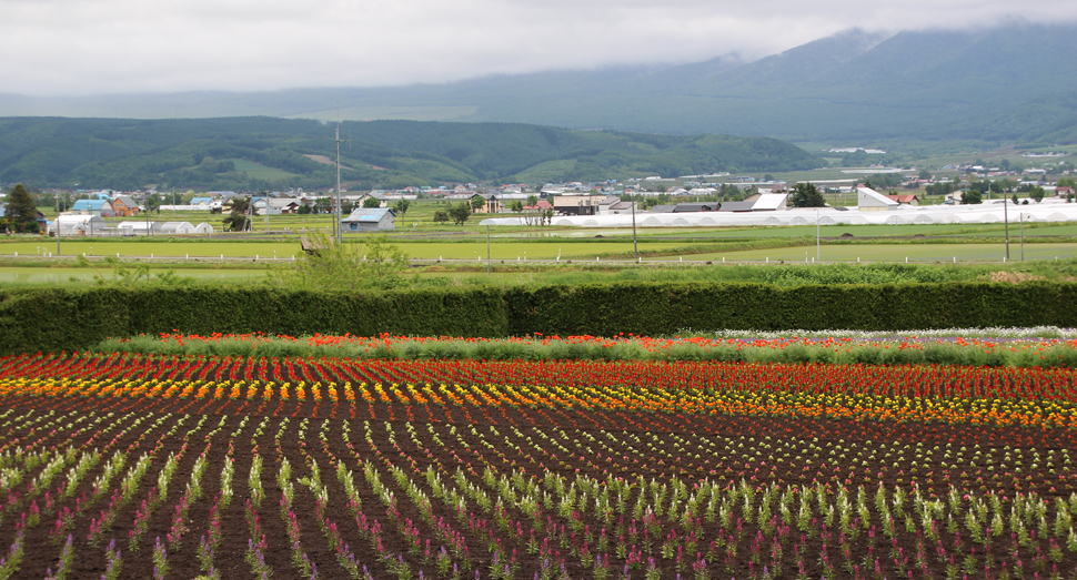 今日は十勝岳連峰が厚い雲に覆われています
