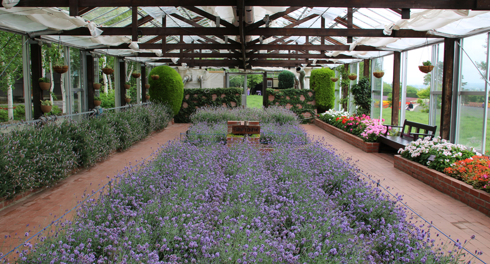 手前の花壇に濃紫早咲、奥と左側の花壇にデンタータラベンダーが植わっています(温室)