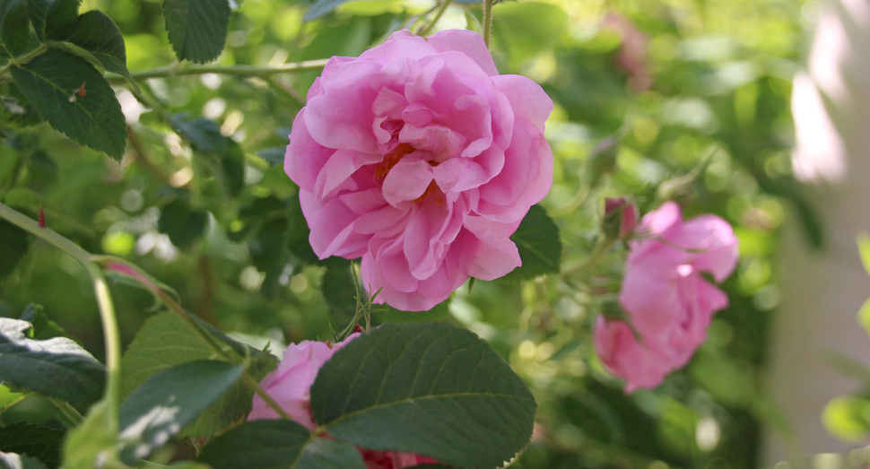 温室前のローズ・ド・メイが開花していました