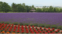 濃紫早咲の開花が進んでいます