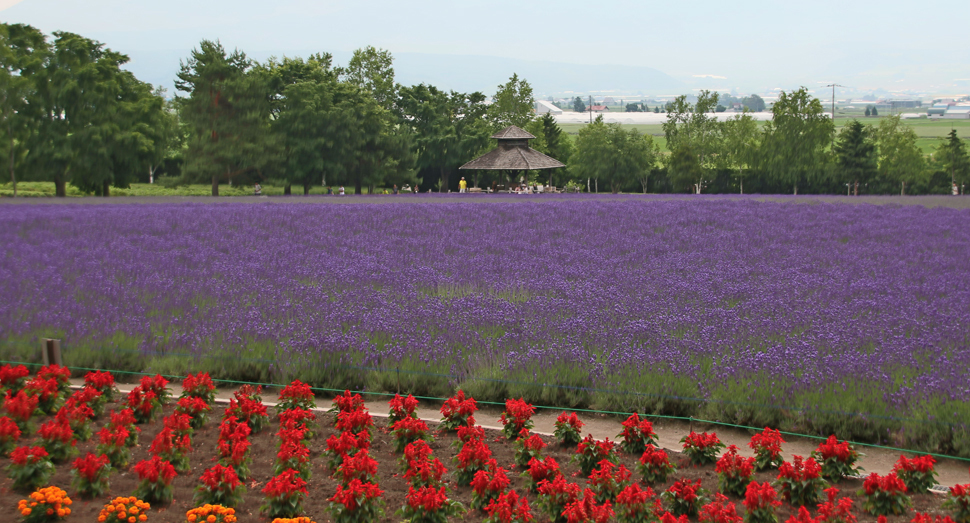倖の畑では、濃紫早咲の開花が進んでいます
