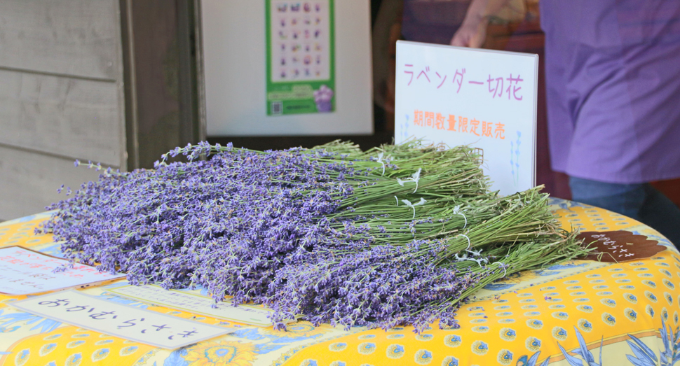 数量限定でラベンダーの切り花を販売中です