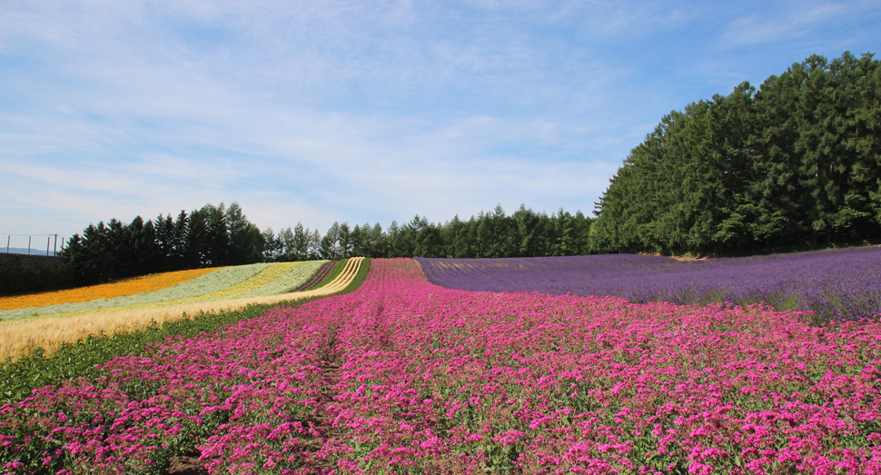 小町草が咲く彩りの畑
