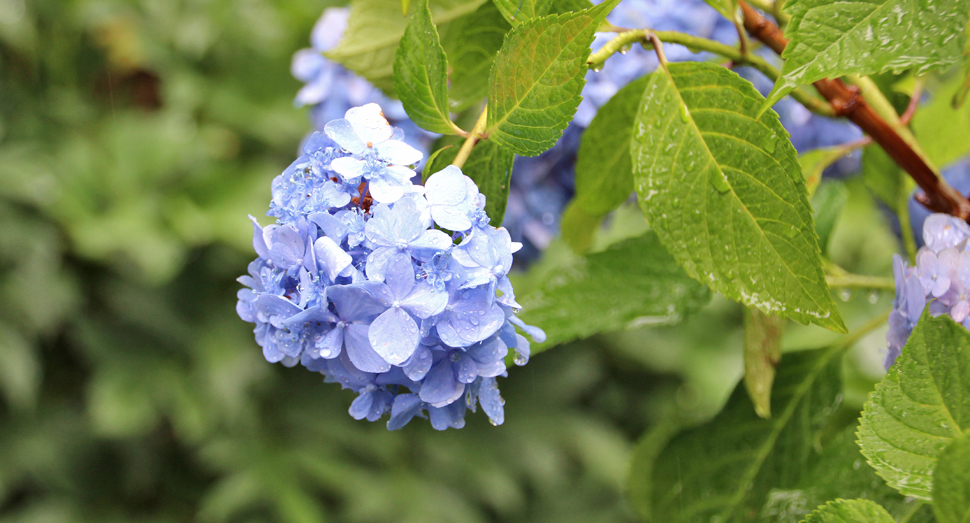 雨が良く似合う紫陽花
