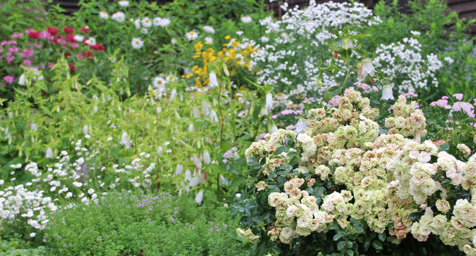 花人ガーデンにも多種多様な花々が咲いています