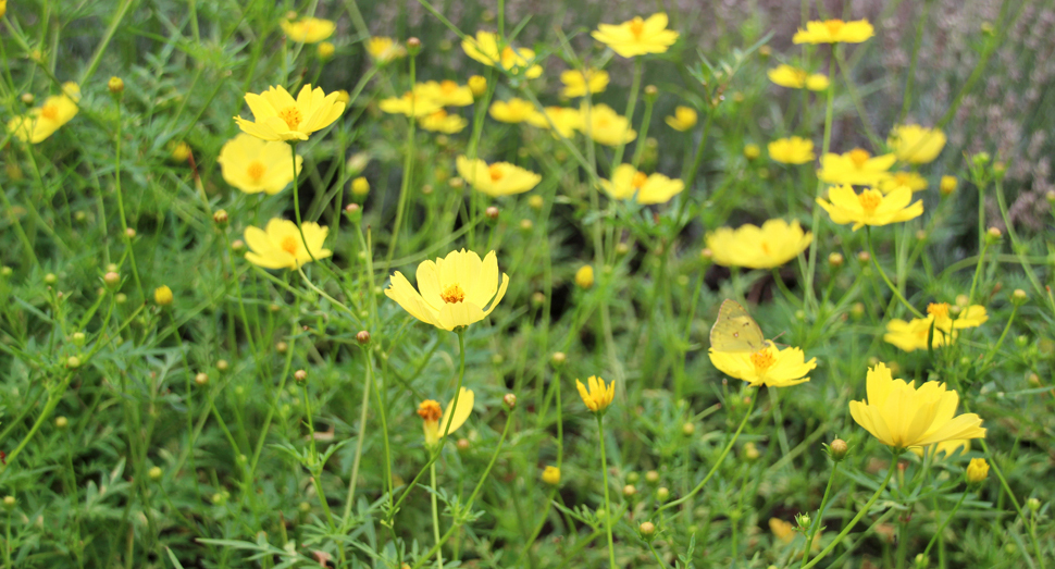 花人ガーデンも華やかです