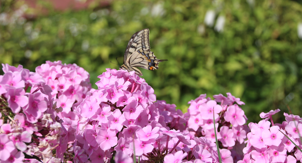 甘い香りに誘われて蝶々が蜜集め中(花人ガーデン)