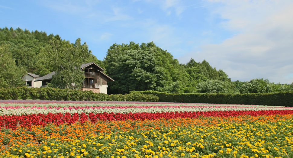 カラフルな秋の彩りの畑では花々が元気に咲いています