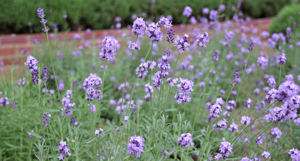 温室の濃紫早咲が続々と開花しています