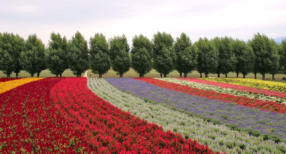 色とりどりの花が咲く花人の畑