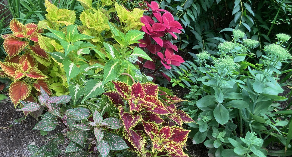 マザーズガーデンの花々