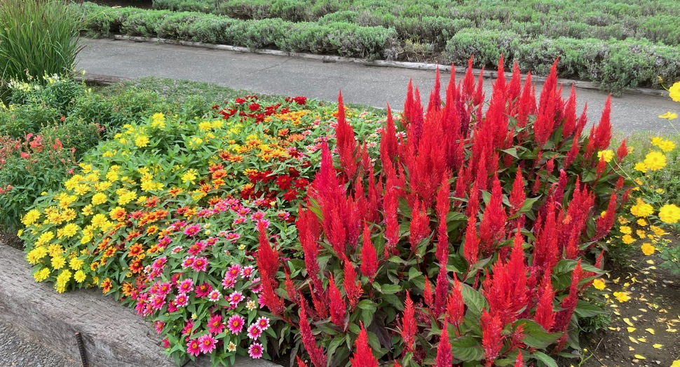 花人ガーデンの花々