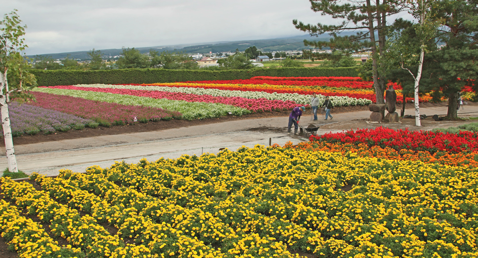マリーゴールドやベゴニア、ケイトウなど見頃の花々に会いに来てください