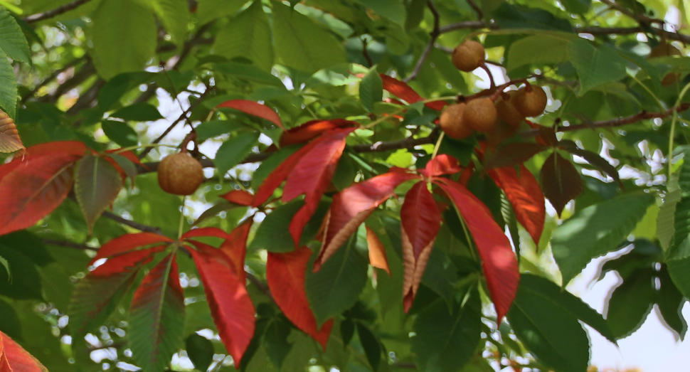 ベニバナトチノキが紅葉していました