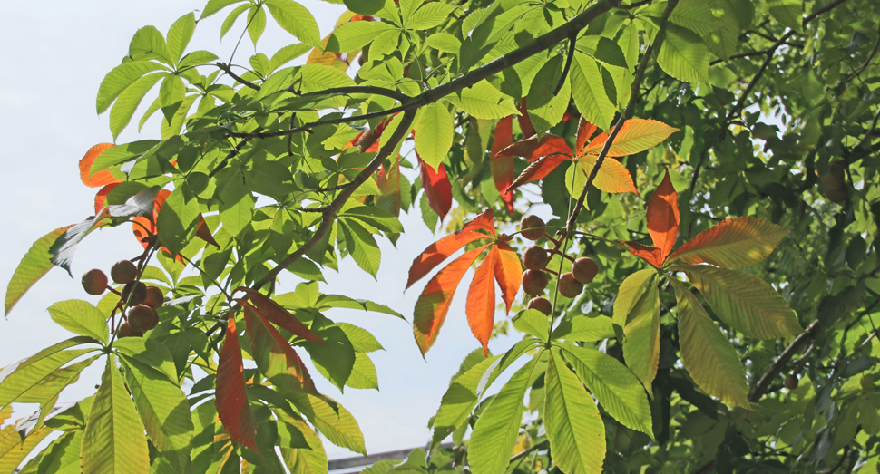 少しずつ紅葉しはじめたベニバナトチノキ
