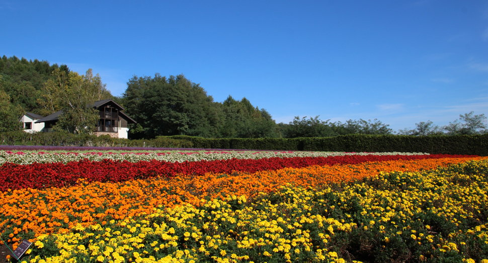 鮮やかな花々と青空のコントラストが映えます(秋の彩りの畑)