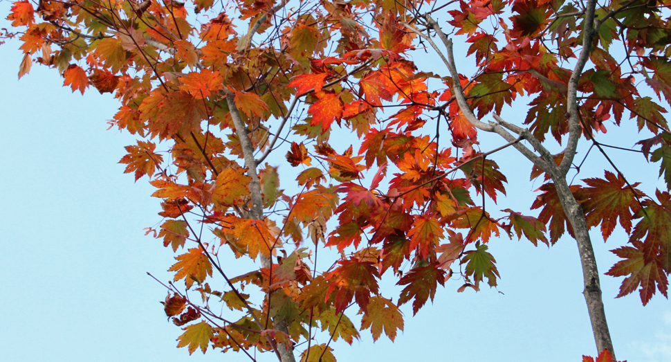園内の木々も徐々に紅葉しはじめました