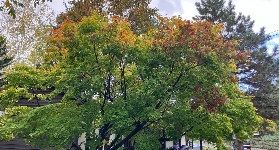 紅葉が進んでいます