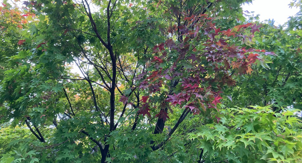 紅葉が進んでいます